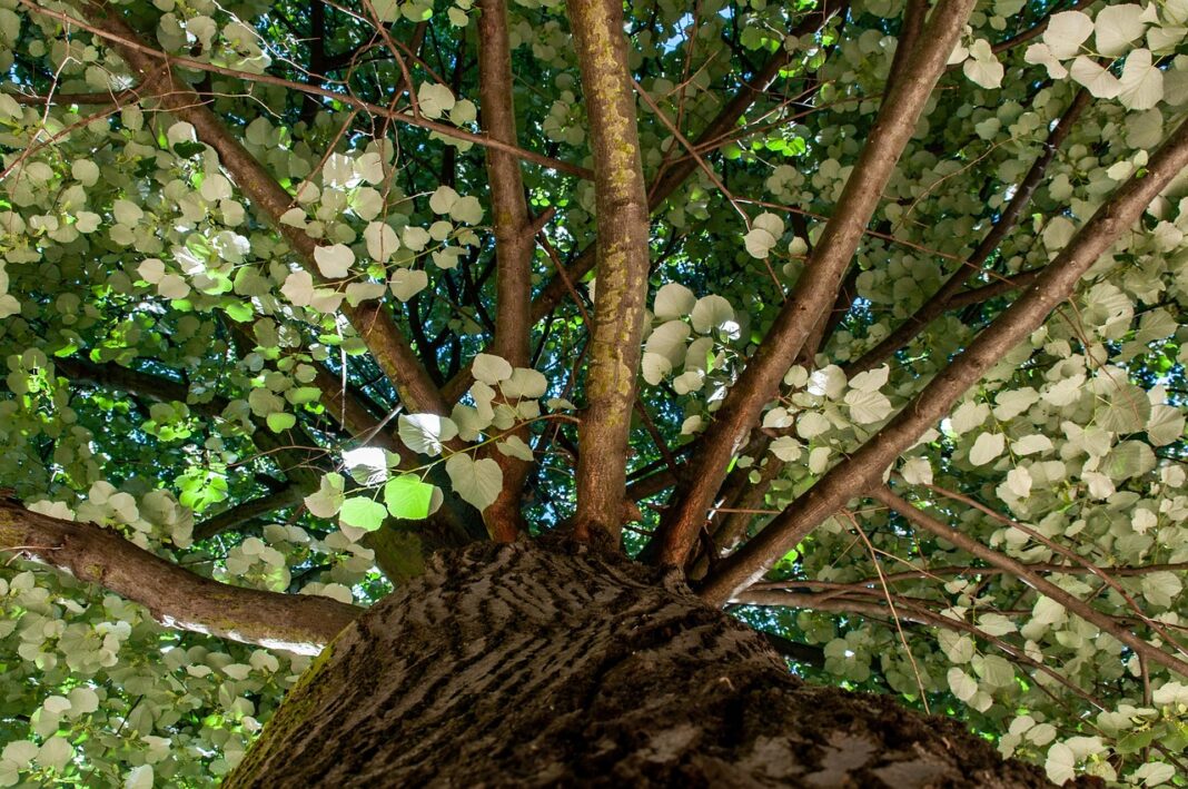 Foto: Facebook/Radio Eco Natura