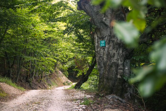 Sursă foto: Conservation Carpathia