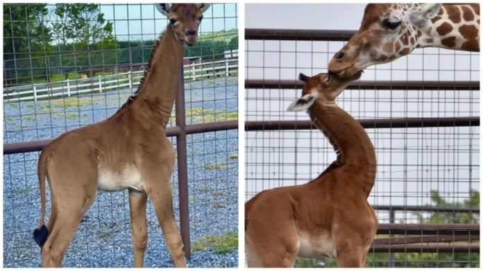 Sursă foto: Brights Zoo