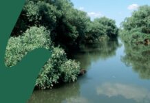 Organizație pentru mediu: ”Uniunea Europeană vrea să reducă protecția naturii!” Foto: WWF România