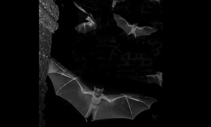 Foto: Sitaram Raul/Science Nature Page