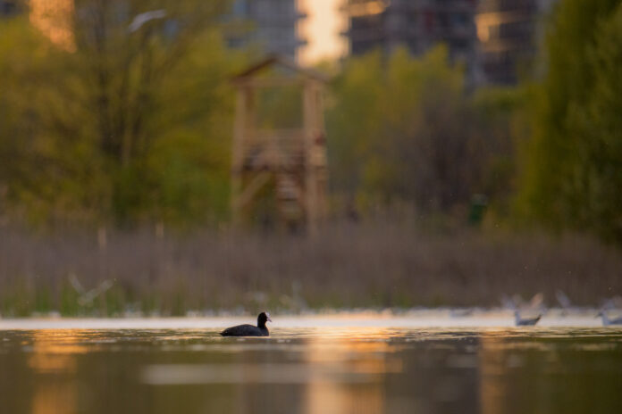 Foto: Facebook/Administrația Parcul Natural Văcărești Foto: Facebook/Administrația Parcul Natural Văcărești