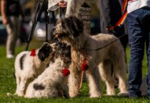 Asociația HAITA cere protejarea ciobăneștilor românești ca parte a patrimoniului cultural Foto: Facebook/Asociația HAITA