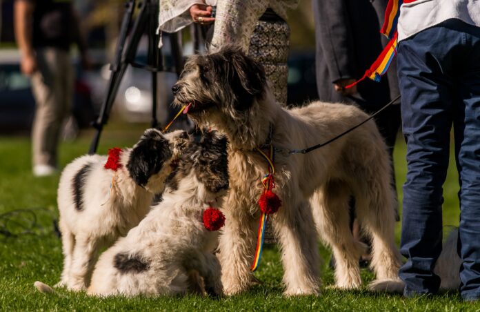 Foto: Facebook/Asociația HAITA