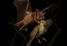 Pentru prima dată, oamenii de știință au surprins liliecii vânând păsări în zbor Foto: Facebook/Science Nature Page