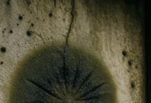 O ciupercă neagră din Cernobîl a evoluat pentru a se hrăni cu radiații Foto: Facebook/Science Nature Page