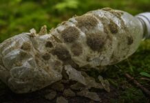 O ciupercă descoperită într-o groapă de gunoi descompune plasticul în doar câteva săptămâni Foto: Science Nature Page
