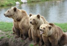 Guvernul înăsprește sancțiunile pentru hrănirea urșilor în libertate Sursă foto: Pixabay