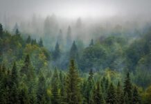 Începe reorganizarea Romsilva Foto: Pixabay