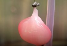 Oamenii de știință au creat un rinichi funcțional în laborator Foto: Facebook/Science Nature Page