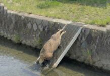 Japonia instalează rampe de salvare astfel încât animalele căzute în canale să nu se înece Foto: Facebook/Science Nature Page