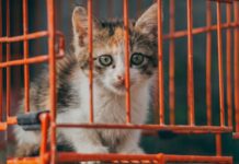 Donald Trump taie 28 de milioane de dolari din fondurile pentru testele pe animale Foto: Facebook/Science Nature Page