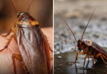 Care este motivul pentru care insectele ”se spală” după ce ne ating pielea Foto: Facebook/Science Nature Page