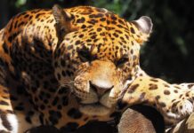 O țară interzice prin lege vânătoarea recreativă Sursă foto: Pixabay