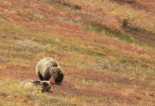 Alaska pierde protecția pentru 13 milioane de hectare de terenuri sălbatice Foto: Pixabay