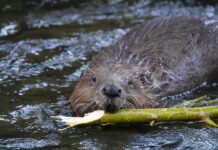 Castorii încep să revină în rezervațiile din Anglia Foto: Pixabay