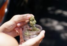 Consumul îndelungat de cannabis poate provoca vărsături severe Foto: Pixabay