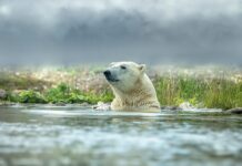 Pământul va pierde anual aproximativ 3.000 de ghețari Foto: Pixabay