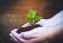 România plantează perdele forestiere pentru a combate deșertificarea Foto: Pixabay