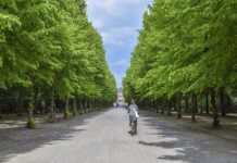 Garda de Mediu aplică amenzi primăriilor care nu au registrele spaţiilor verzi Foto: Pixabay