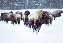 Migrația istorică a bizonilor din Yellowstone renaște în mod natural Foto: Pixabay