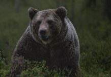 Un sondaj arată că încrederea exagerată îi face pe mulți bărbați să creadă că pot învinge un urs grizzly Foto: Pixabay