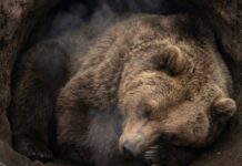 Urșii sfidează biologia clasică și nu urinează luni întregi Foto: Facebook/Science Nature Page