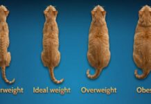 Cum îți dai seama dacă pisica sau câinele tău are greutatea ideală Foto: Facebook/Science Nature Page