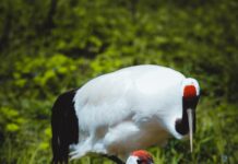 Știai că o pasăre declarată dispărută a ajuns din nou la aproape 2.000 de exemplare doar prin eforturile unei singure țări?