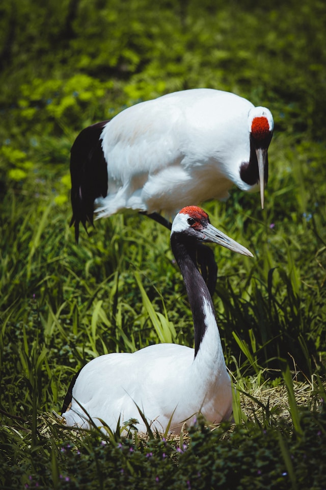Cocor cu coroana rosie - Fot Dong Unsplash