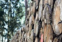 Defrișarea și scăderea precipitațiilor: un studiu arată că tăierile masive explică 72% din reducerea ploilor în Amazon — iar România urmează același tipar