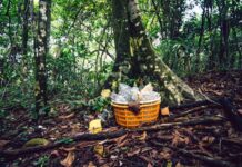 Microplasticele nu mai sunt doar în oceane: cum ajung în păduri prin aer