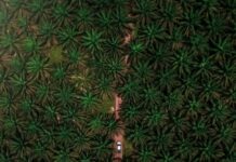 Deforestare cu efect global: ce ascunde lanțul economic al uleiului de palmier
