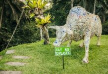 Solul forestier sub atac: noua frontieră a poluării cu plastic