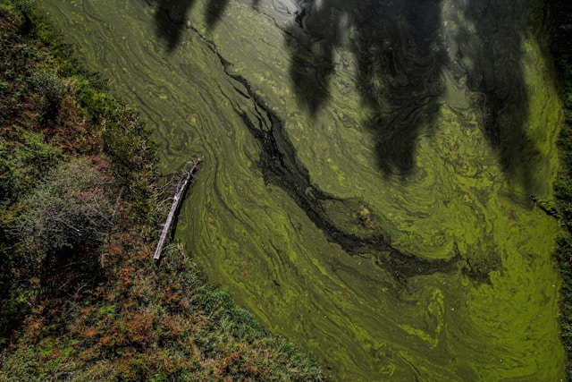 Poluare cu petrol Dambovita - Foto Micah Young Unsplash