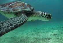 Știai că populația mondială de țestoase verzi, vânată aproape până la dispariție pentru supa regească, a revenit complet — și tocmai a fost scoasă de pe lista roșie a IUCN?