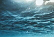 Administrația Trump elimină protecția speciilor pe cale de dispariție pentru a extinde forajul petrolier în Golful Mexic