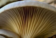Ciuperca shiitake aurie cucerește pădurile americane și elimină fungi nativi. O invazie ecologică tăcută