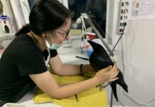 Fundația Visul Luanei: singurul centru din sudul României care salvează animale sălbatice