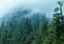 Copacii emit lumină electrică slabă în timpul furtunilor — fenomen capturat pentru prima dată pe film