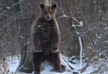 Sanctuarul Libearty Zărnești: cel mai mare refugiu pentru urși bruni din lume