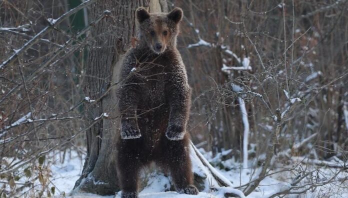 Ursul Luci - Foto Libearty Zarnesti
