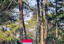 Defrișarea din Indonezia a crescut cu 66% în 2025: cel mai ridicat nivel din ultimii opt ani