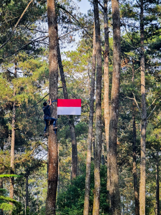 Pădure Indonezia - Foto Fasyah Halim Unsplash