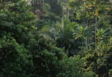 Pădurile Africii emit acum mai mult carbon decât absorb. Cel mai mare scut natural al climei s-a întors împotriva ei