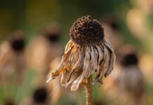 Europa a doborât recorduri climatice în 2025. Raportul care arată cât de rapid se schimbă continentul