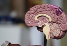Microbiomul intestinal ar putea explica de ce oamenii au creiere mai mari