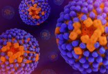 Hantavirus pe o navă de croazieră: 3 morți, 147 de pasageri blocați săptămâni pe ocean. Ce s-a întâmplat pe MV Hondius