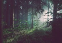 Pădurile lumii absorb din ce în ce mai puțin carbon. Incendiile schimbă ecuația climatică globală