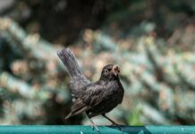 Păsările care s-au obișnuit cu orașul nu mai știu să trăiască în sălbăticie. Urbanizarea creează animale dependente de om